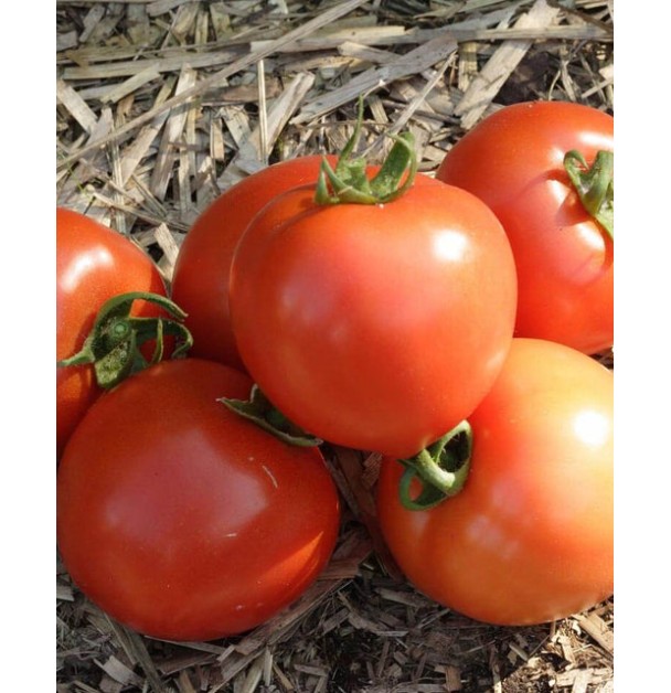 Early Girl - Tomato  Seeds