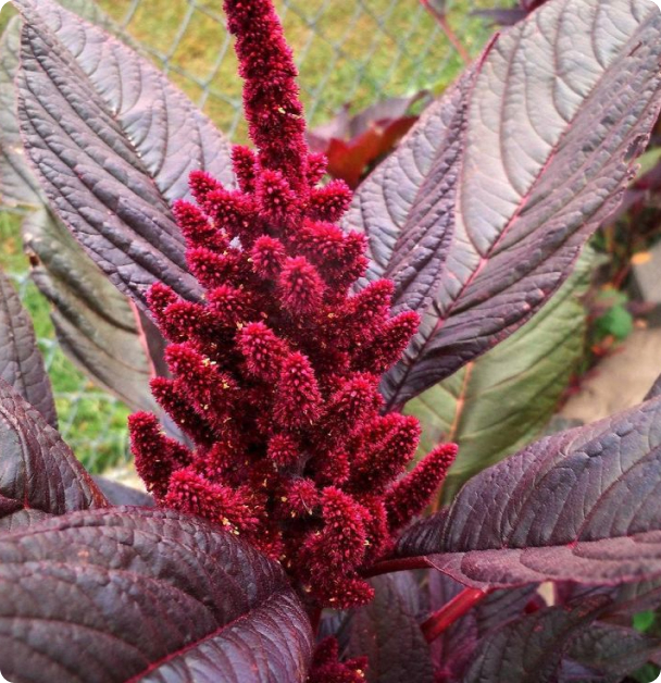 Amaranth Seeds- Hopi Red  Dye