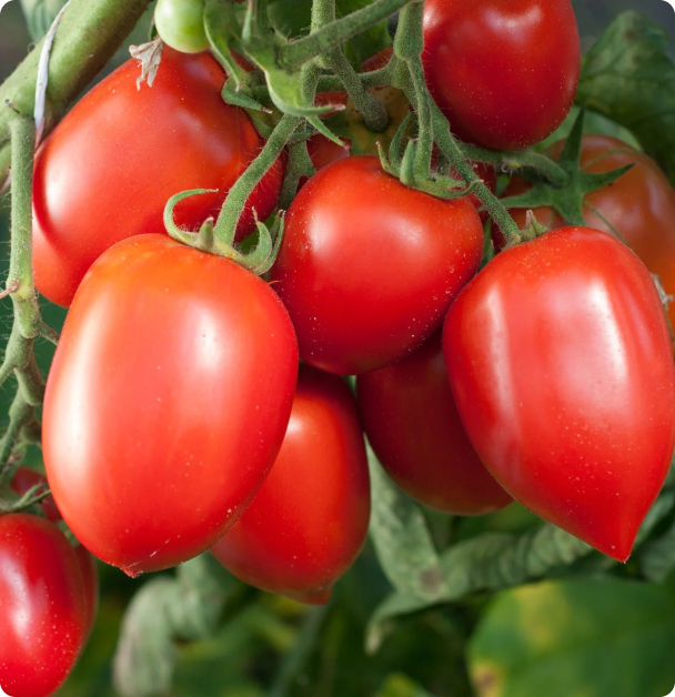 Amish Paste - Paste Tomato  Seeds
