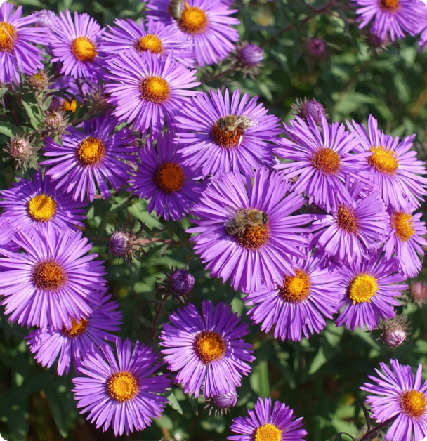 Aster Seeds - New England