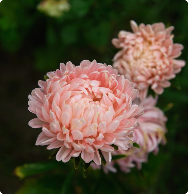Aster Seeds - Tower Chamois