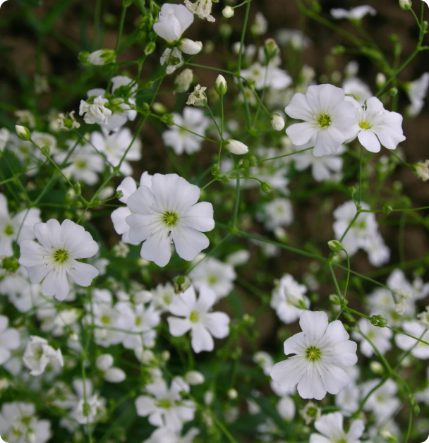 Baby's Breath Seeds