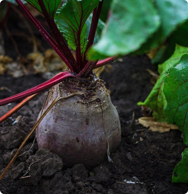 Beet Seeds - Detroit Dark Red