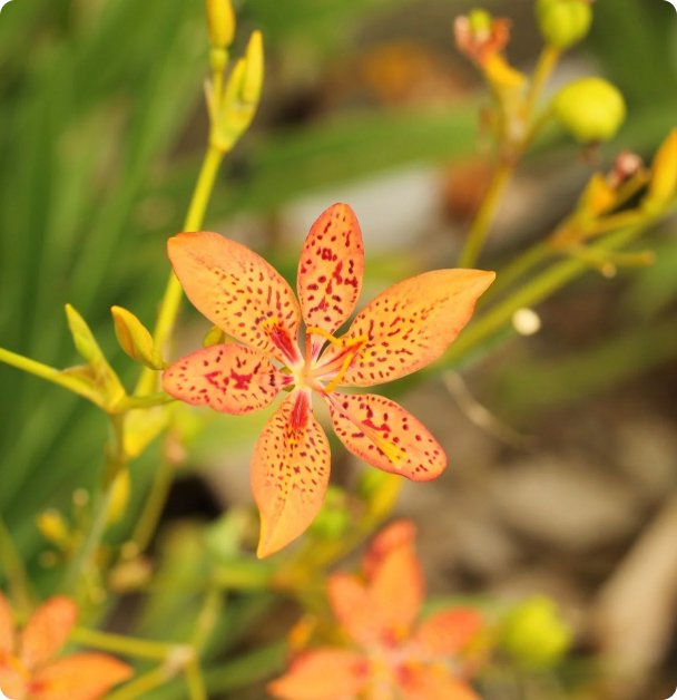Blackberry Lily Seeds