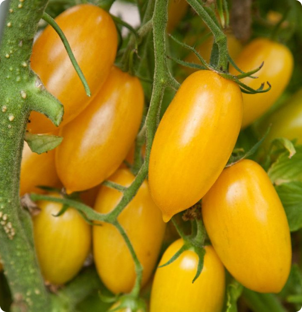 Blush - Cherry Tomato Seeds