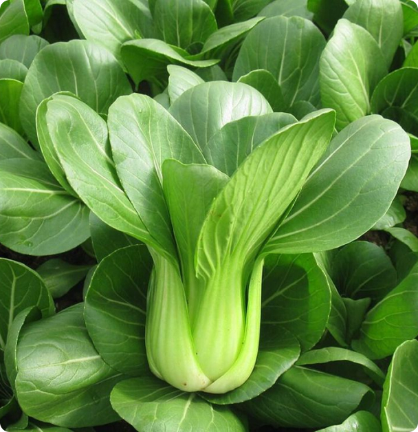 Bok Choy seeds - Shanghai Green