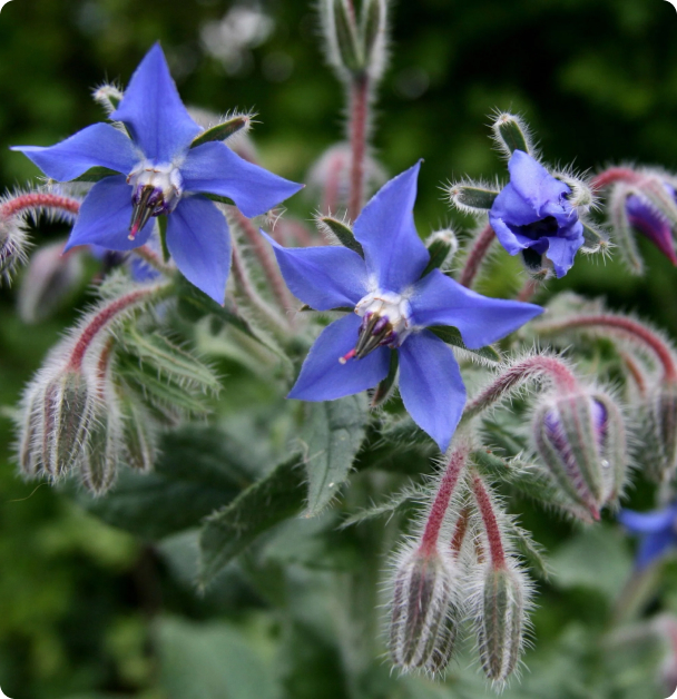 Borage Seeds