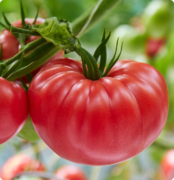 Brandywine, Red - Slicer Tomato Seeds