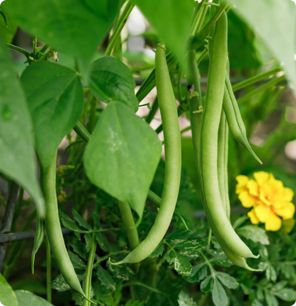 Bush Bean Seeds - Blue Lake