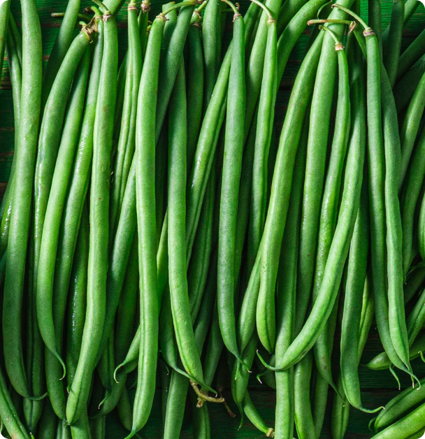 Bush Bean Seeds - Tavera Green Filet