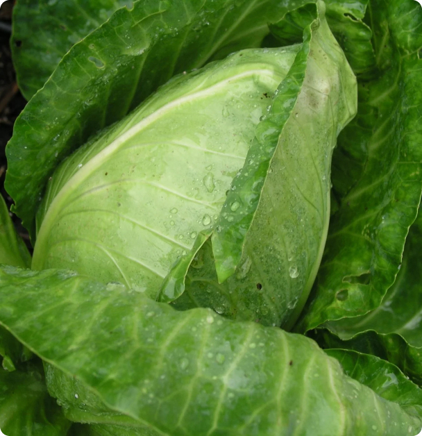 Cabbage Seeds - Early Jersey Wakefield