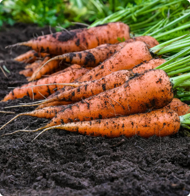 Carrot Seeds - Danvers Half Long
