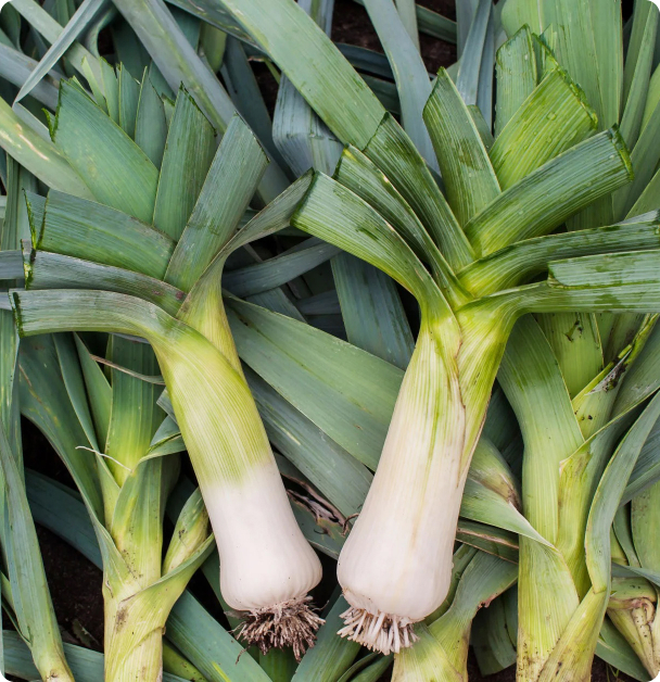 Leek Seeds - Giant Musselburgh