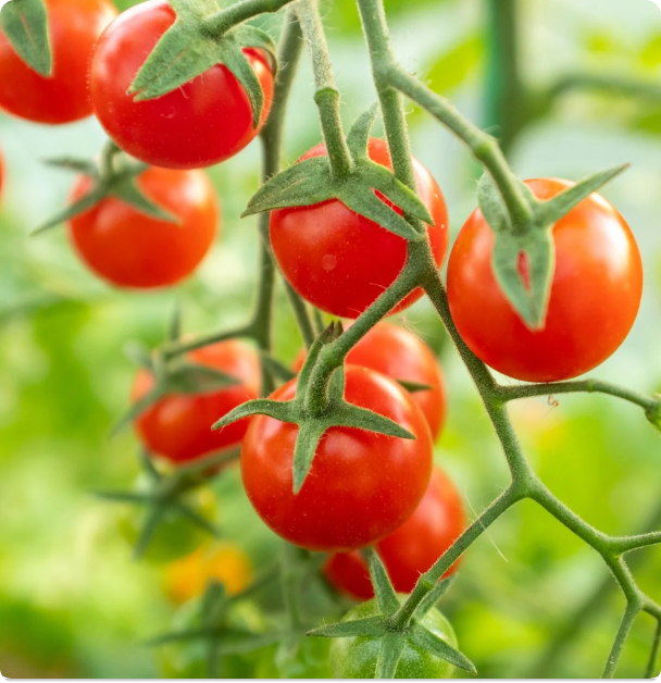 Matt's Wild - Cherry Tomato Seeds