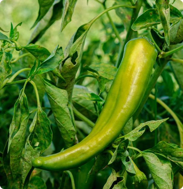 Pepper Seeds, Hot - Anaheim