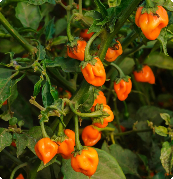 Pepper Seeds, Hot - Habanero, Orange