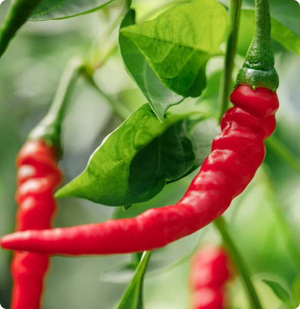 Pepper Seeds, Hot - Ring of Fire, Cayenne