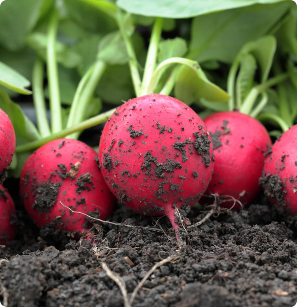 Radish Seeds - German Giant