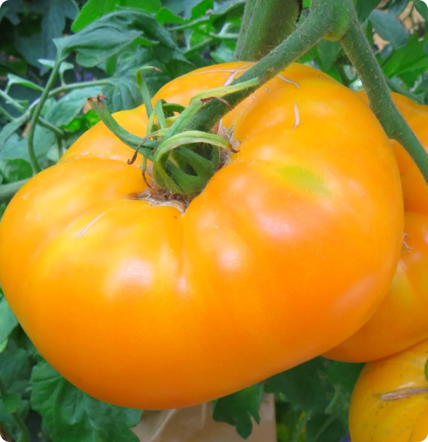 Amana Orange - Slicer  Tomato Seeds