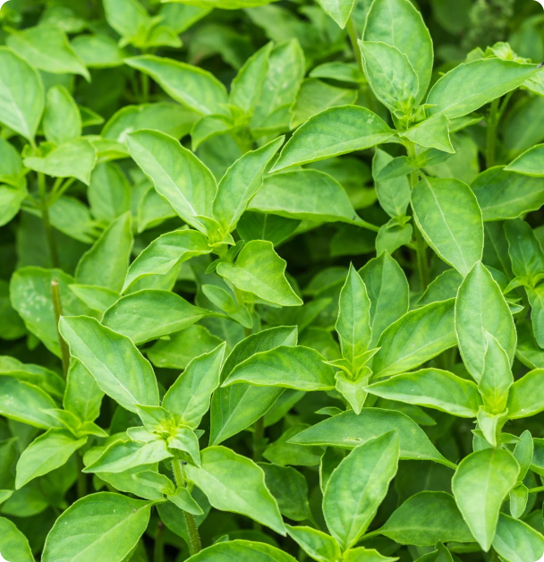 Basil Seeds - Lime