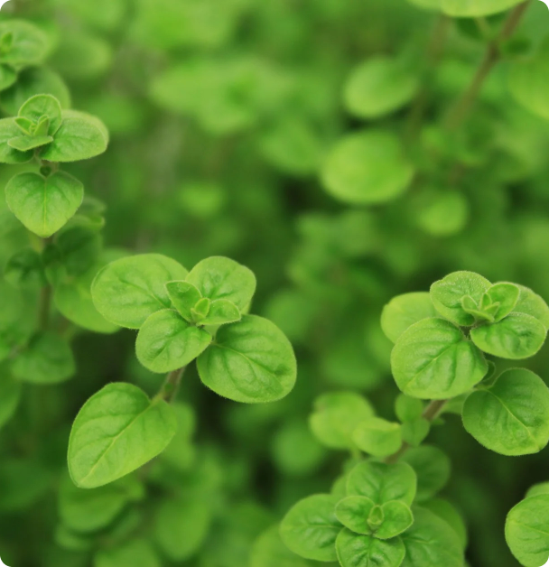 Oregano Seeds - Greek