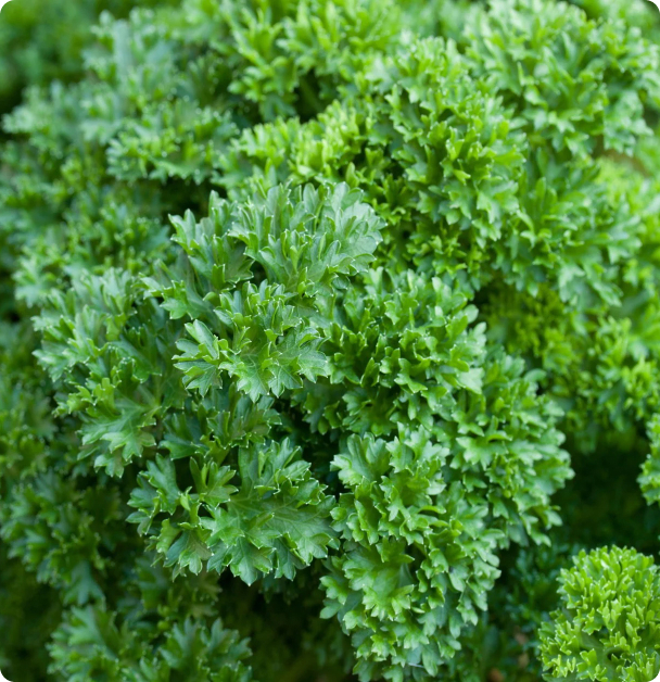 Parsley Seeds - Double  Curled