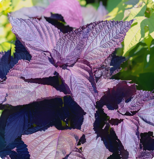 Shiso Seeds - Red