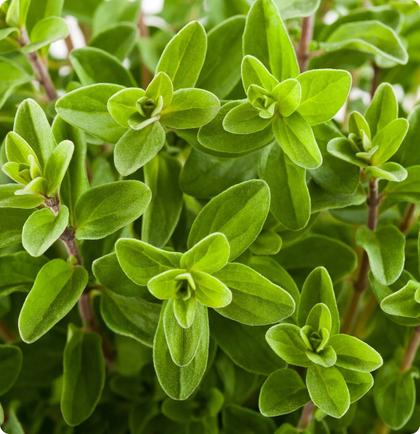 Sweet Marjoram Seeds