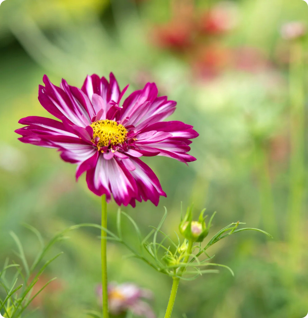 Cosmos Flower Seeds - Double Click Bicolour Violet