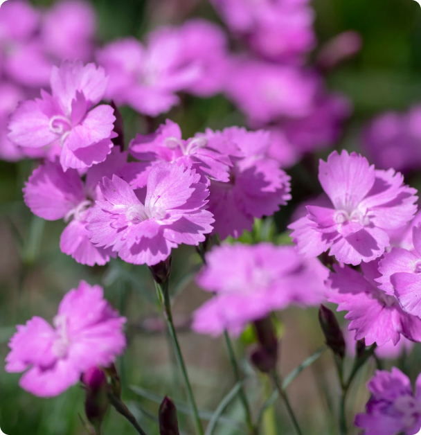 Dianthus Seeds - Grenadin Clove Pink
