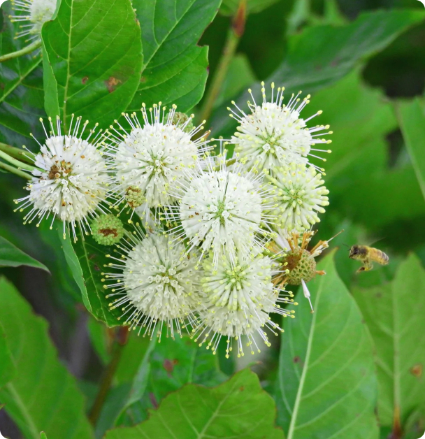 Eastern Buttonbush Seeds