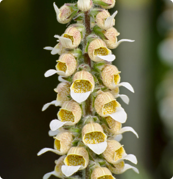 Foxglove Seeds - Cafe Creme