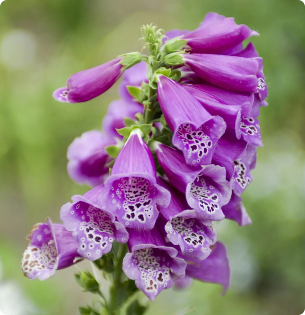 Foxglove Seeds - Purple Faerie Glove