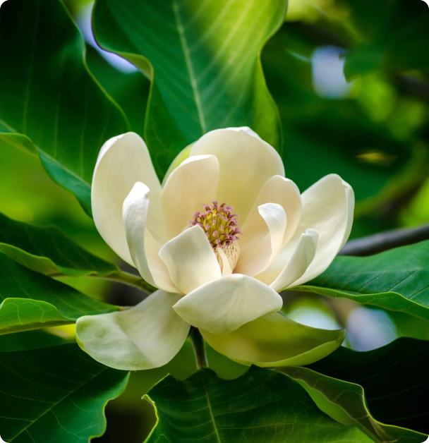 Magnolia Seeds - Houpu Bark