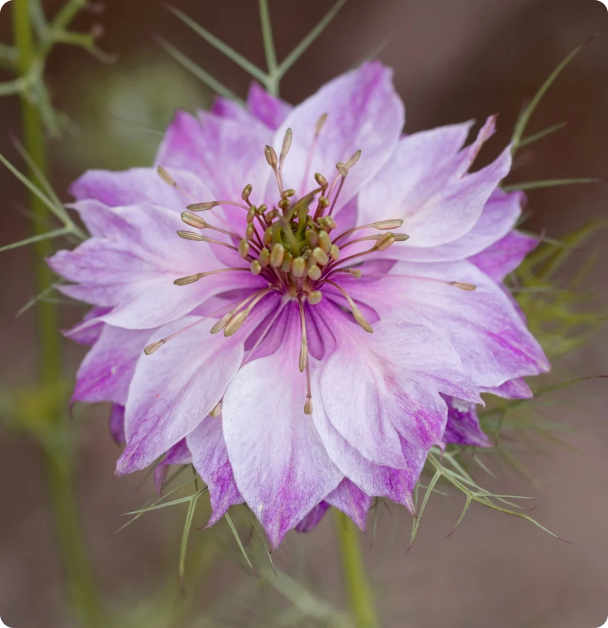 Nigella Seeds - Miss Jekyll Rose