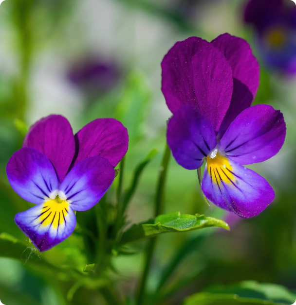 Pansy Seeds - Horned, 'King Henry'