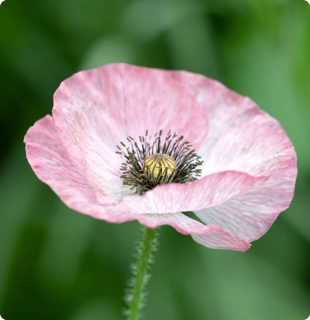 Poppy Seeds - Mother of Pearl