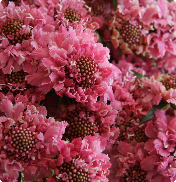 Scabiosa Seeds - Salmon Rose