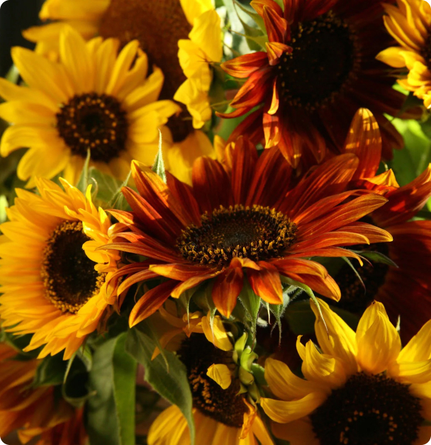 Sunflower Seeds - Autumn Beauty