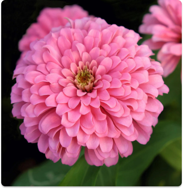 Zinnia Seeds - Oklahoma Pink