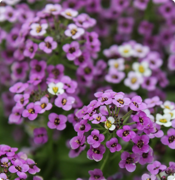 Alyssum Seeds - Royal Carpet