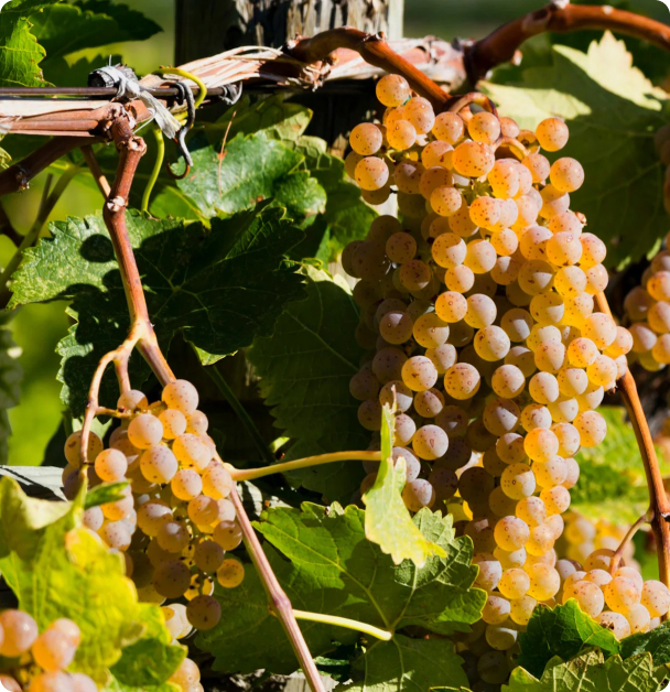 Grape Seeds - European Wine