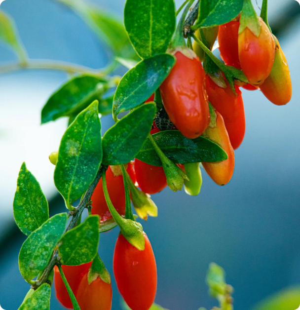 Goji Berry Seeds