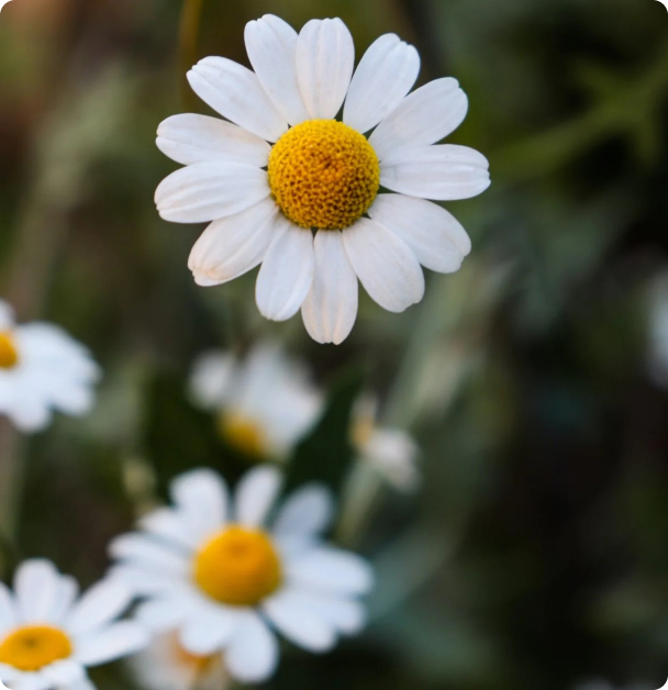 Chamomile Seeds - Roman