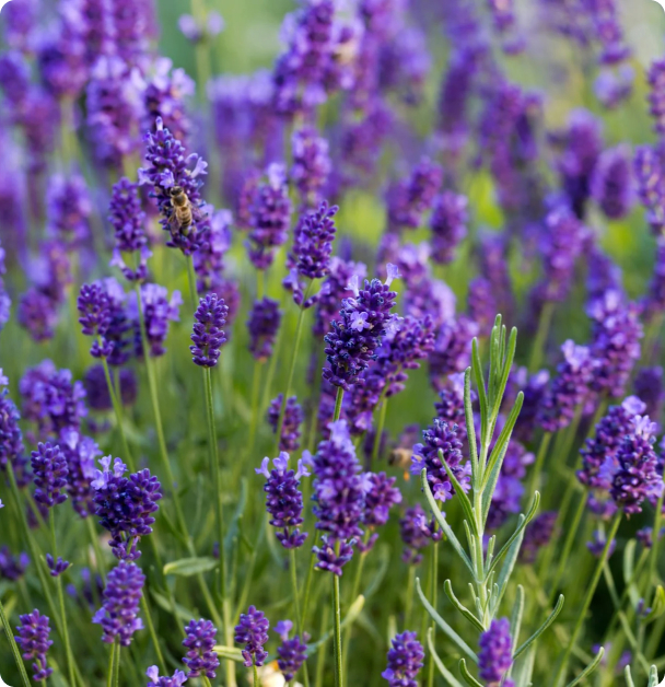 Lavender Seeds - Old- Fashioned English Lavender