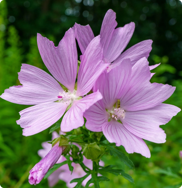 Mallow Seeds - Common