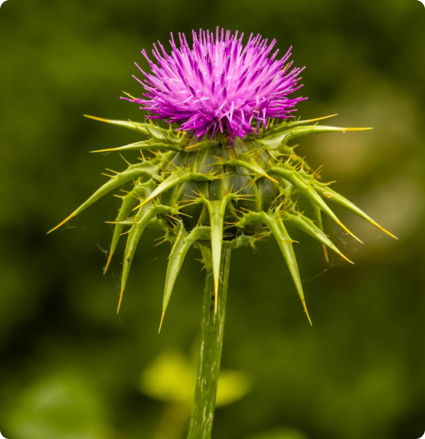 Milk Thistle Seeds