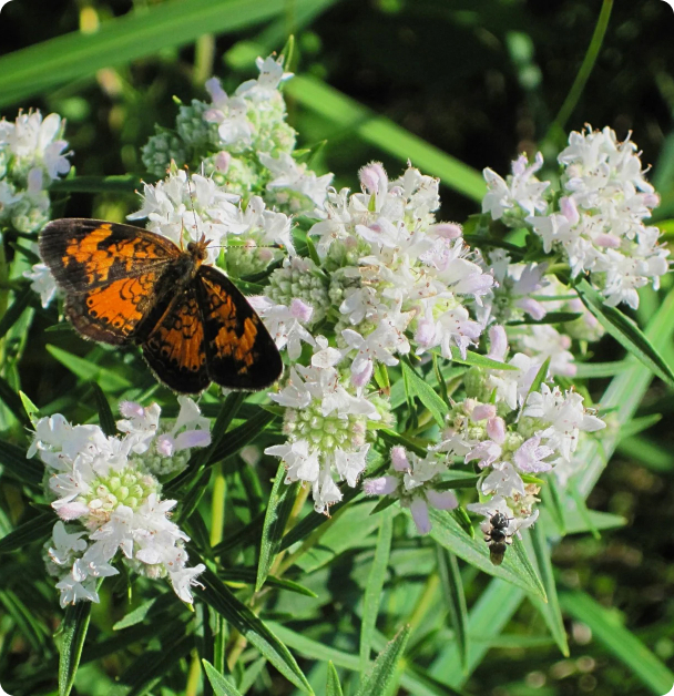 Mint Seeds - Mountain Mint