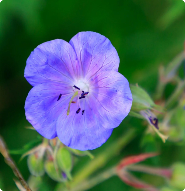 Wild Geranium Seeds -  Cranesbill Meadow