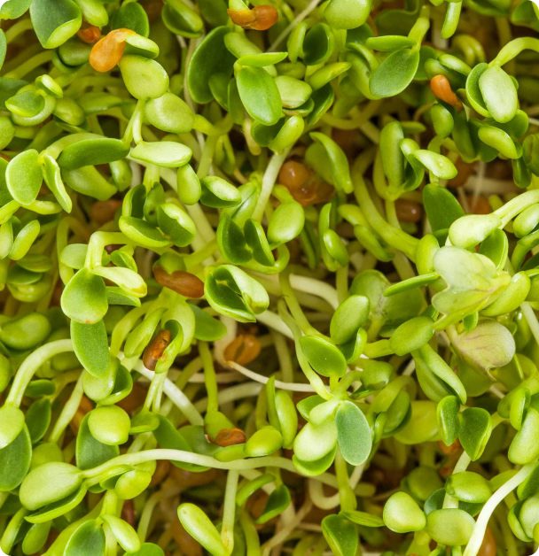 Microgreen Seeds - Fenugreek